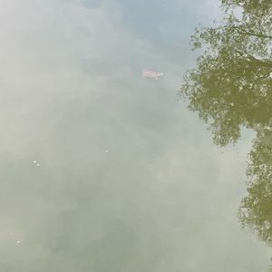 Meet your Posher, Bridget